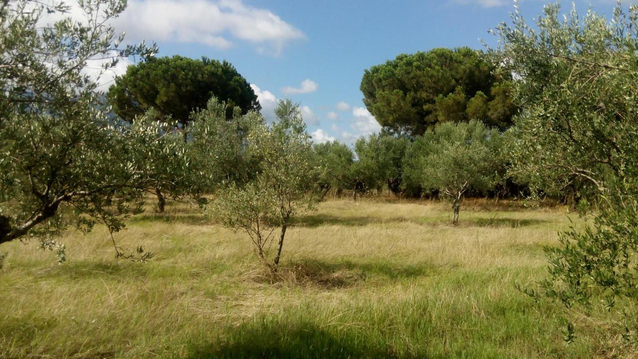 קיפריסיה Olive Garden Guest House מראה חיצוני תמונה